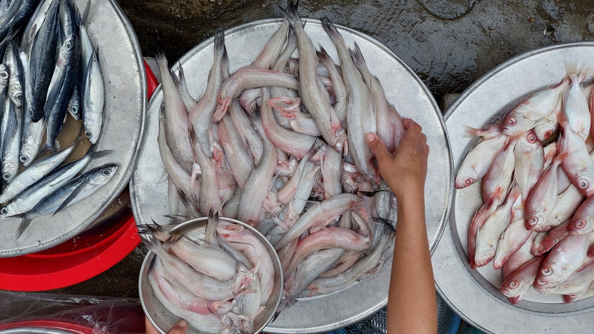 Lạc vào chợ Chiều chuyên bán hải sản lớn nhất Đà thành - Ảnh 18.