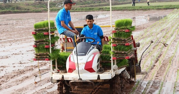 Hanoi organizes contest to find good rice transplanter operators