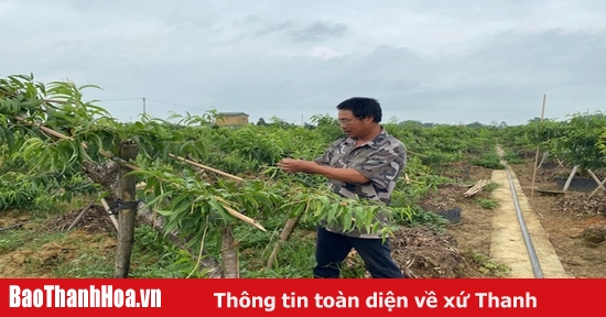 Hiệu quả chuyển đổi đất lúa kém hiệu quả sang trồng đào cảnh ở xã Vân Sơn