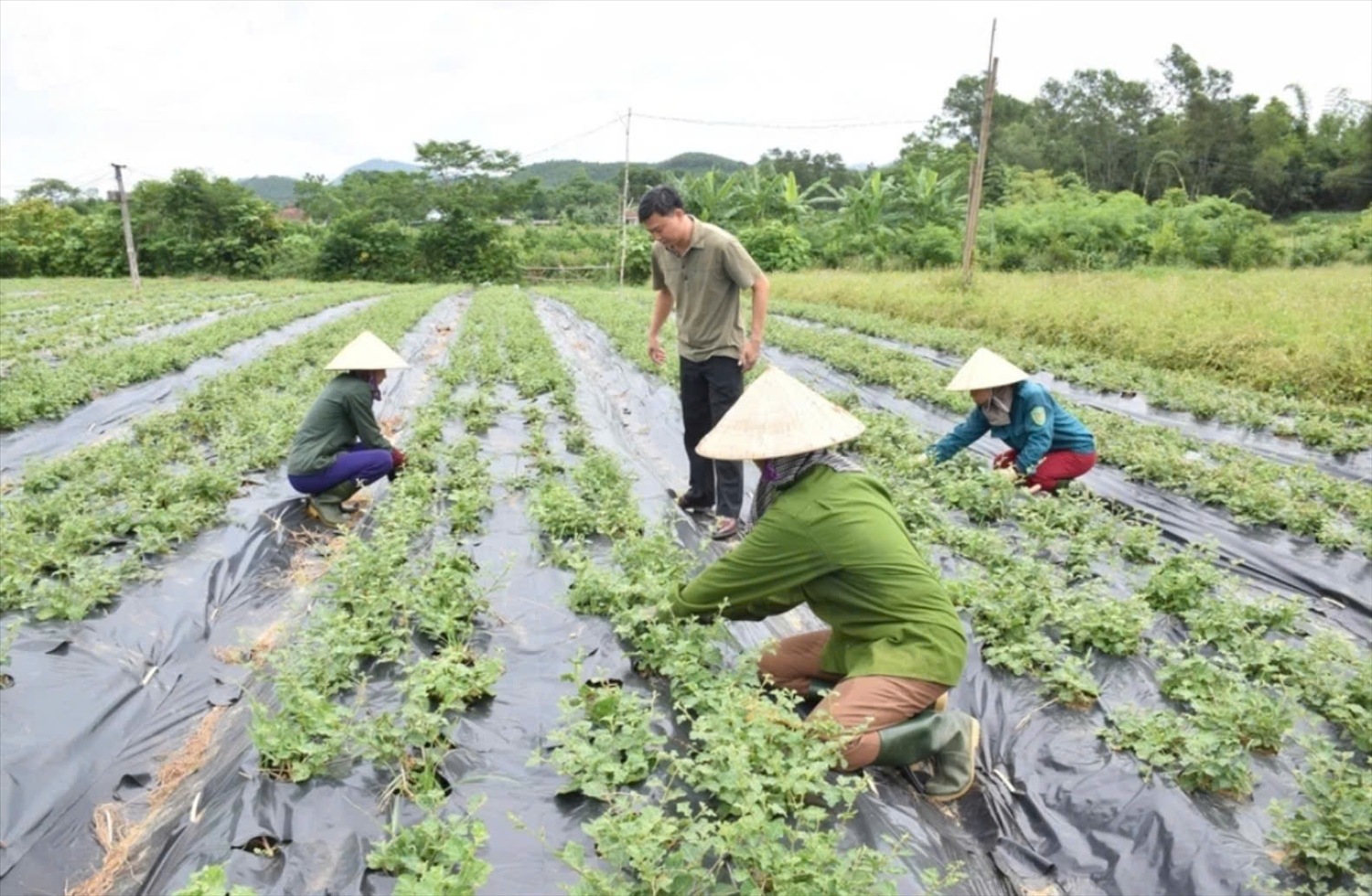 Phát triển dược liệu ở vùng Pù Mát của Công ty cổ phần Dược liệu Pù Mát huyện Con Cuông