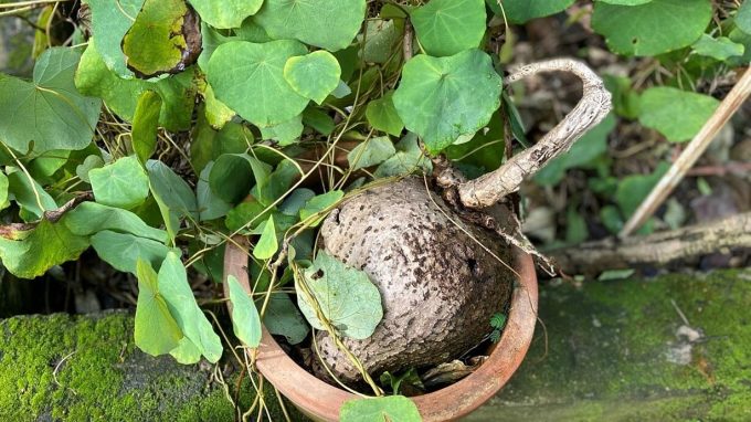 Betel nut. Photo: Ho Chi Minh City University of Medicine and Pharmacy