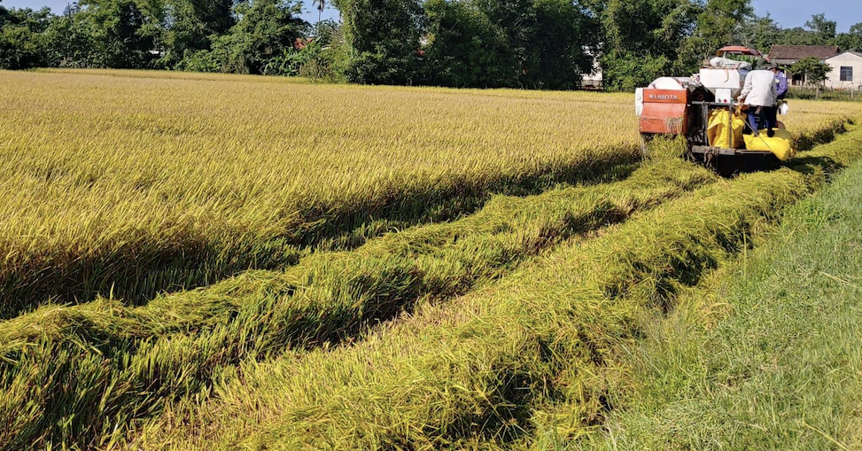 Se gastarán casi 1 billón de VND en créditos de carbono del arroz para los agricultores del delta del Mekong.