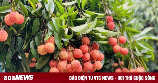 Le litchi est célèbre dans le monde entier : exporté massivement aux États-Unis