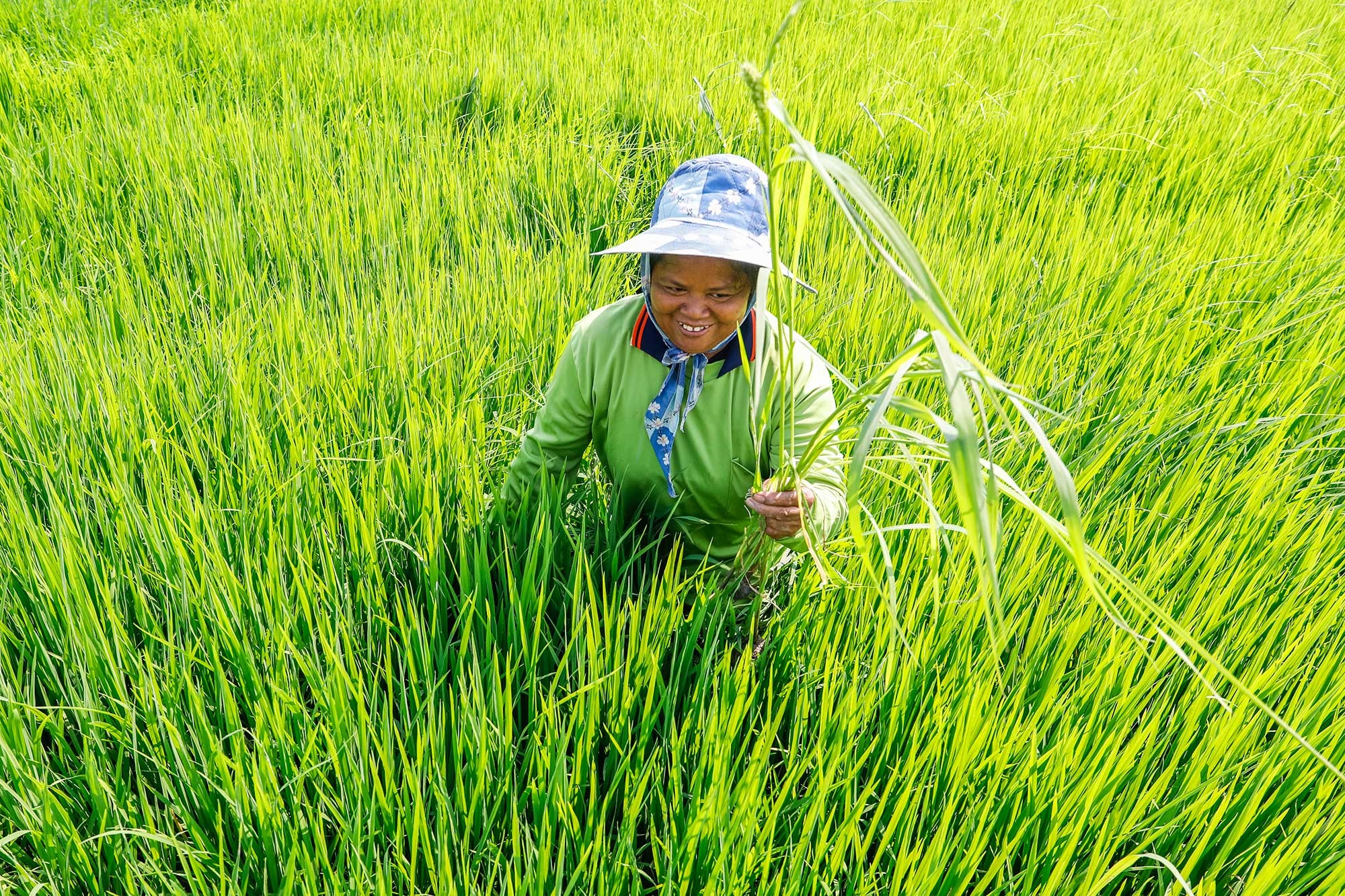 Trên cánh đồng lúa ở tỉnh Ang Thong, Thái Lan.