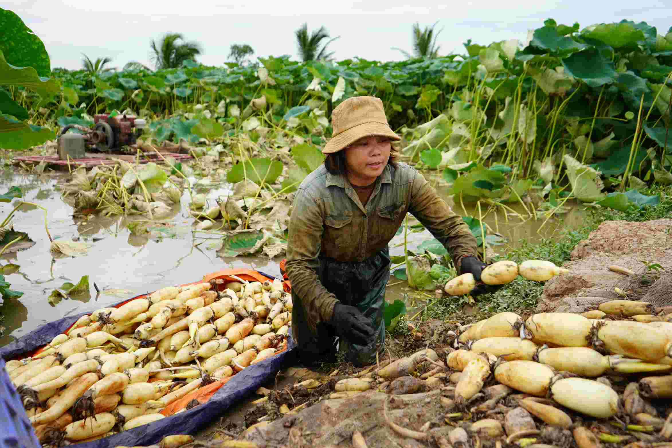 Chị Ngô Thị Nhâm - vợ anh Đoàn thu hoạch củ sen ngọt, chuẩn bị chuyển đến tay khách hàng. Ảnh: Mai Dung