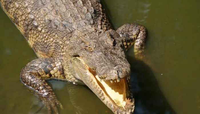 Australian man attacked by crocodile and survived by biting back