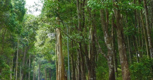 バリア・ブンタウの貴重な手つかずの森林を発見