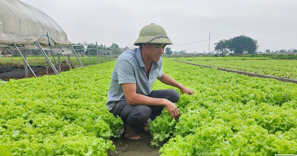 In a commune of Thai Binh province, farmers grow all kinds of vegetables all year round and earn 500