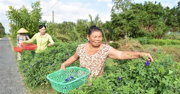 Đường hoa đậu biếc ở Trà Vinh đẹp mê ly luôn, thiên hạ tha hồ chụp hình, dân có thêm tiền chợ