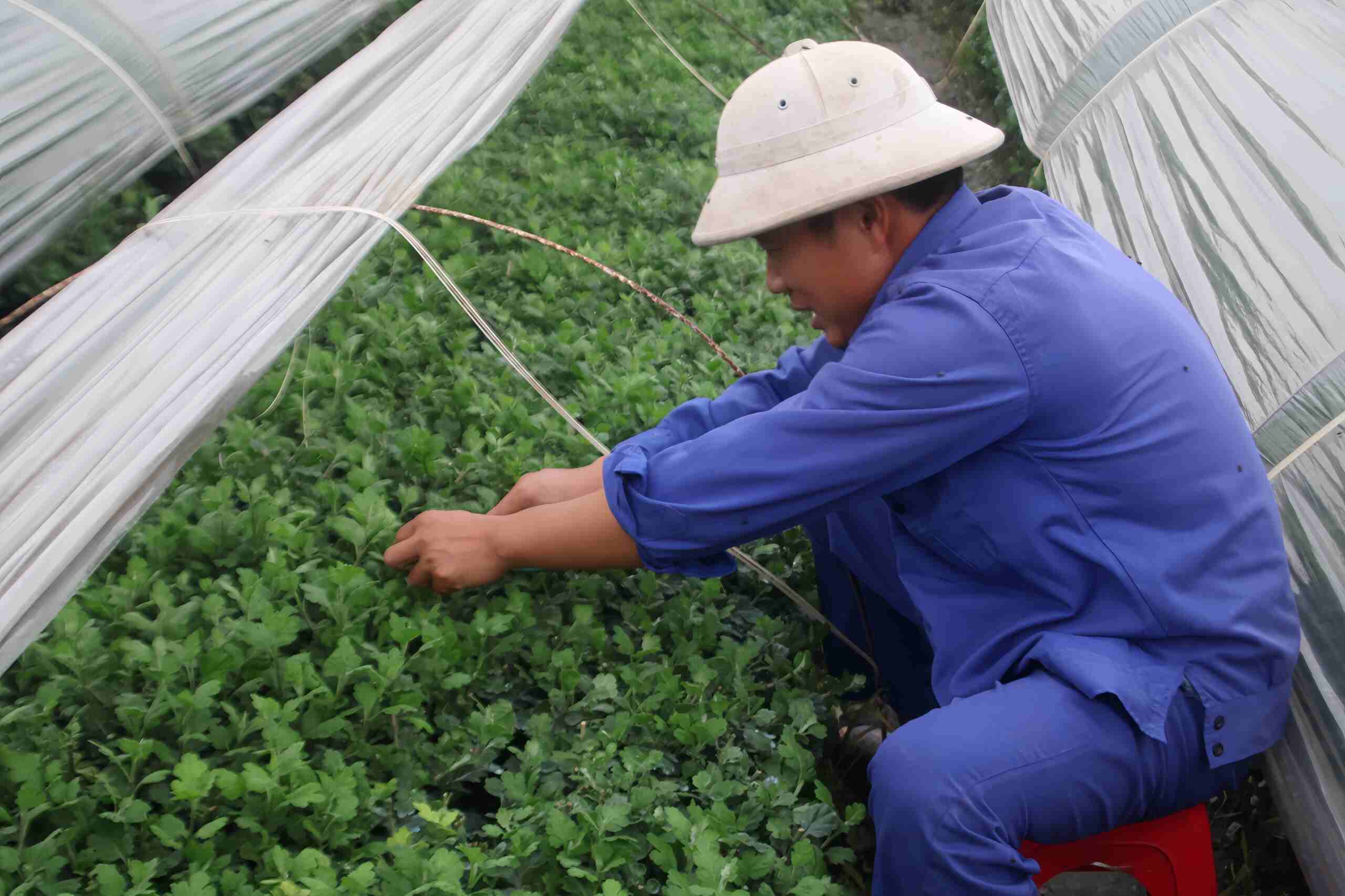 Người dân thực hiện công đoạn bẻ nụ, tỉa lá để hoa phát triển. Ảnh: Thu Thuỷ. 