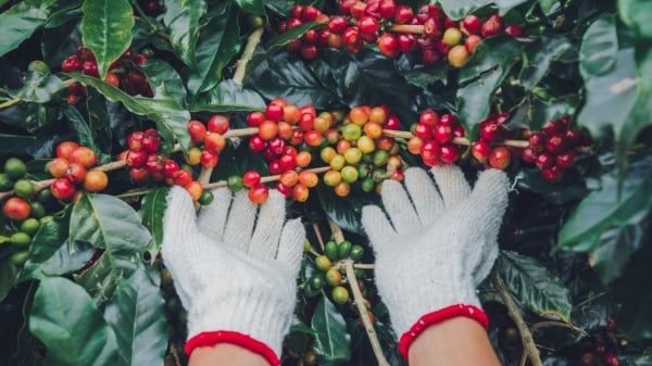 Les prix du café atteignent-ils toujours des sommets et montent en flèche ?