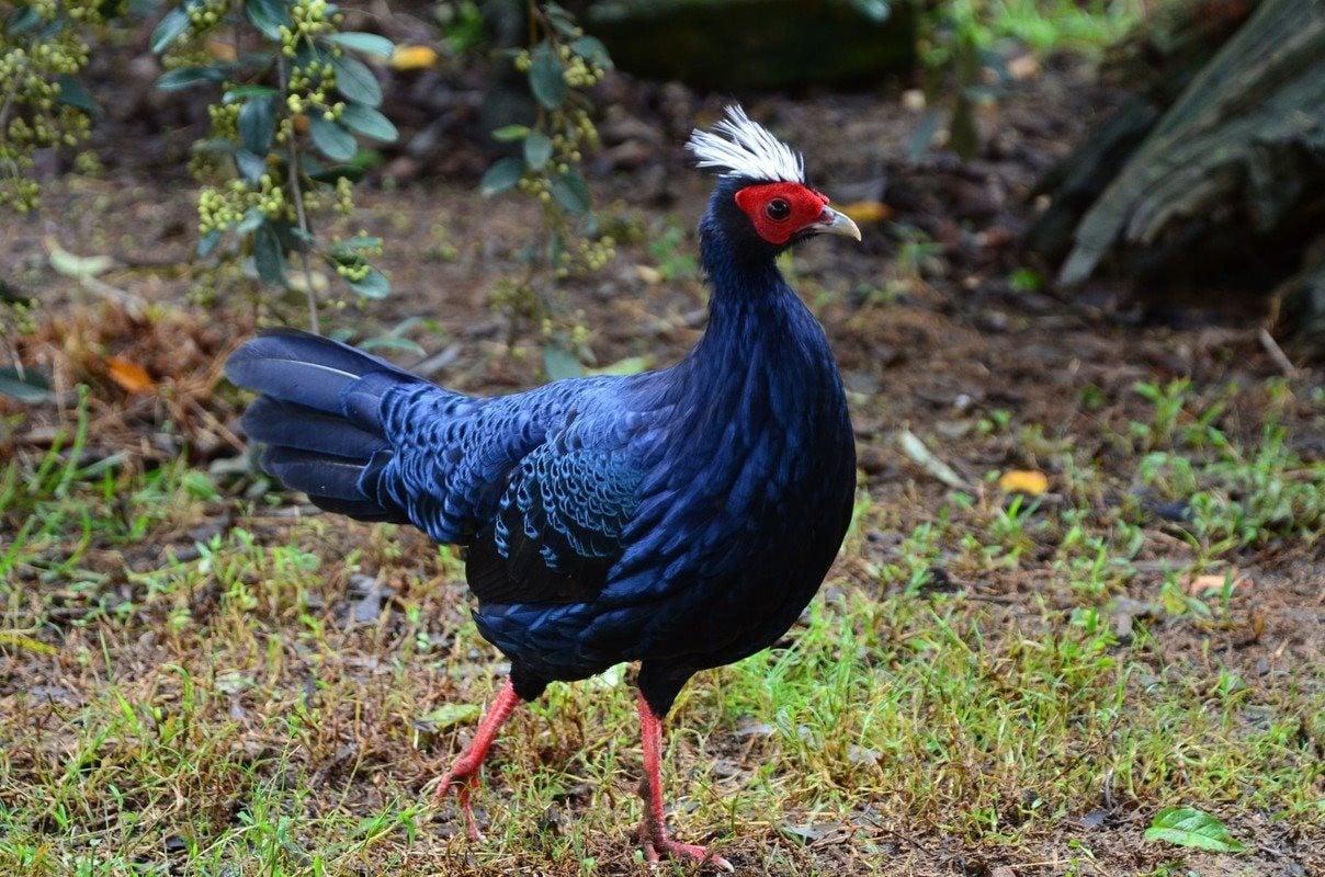 Support the conservation of the White-crested Pheasant in Vietnam