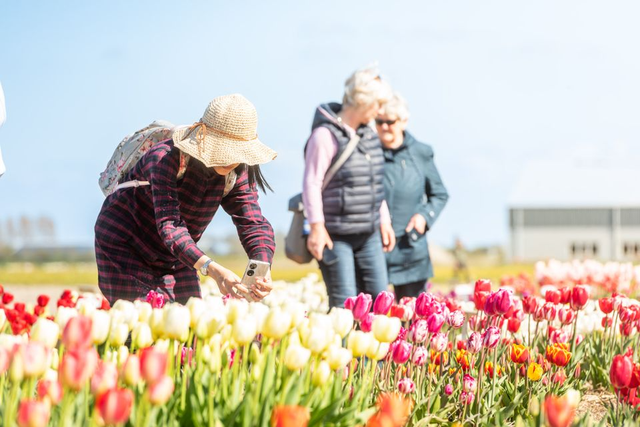 Lễ hội hoa tulip tại Hà Lan: sự kiện không thể bỏ qua khi đến châu Âu- Ảnh 4.