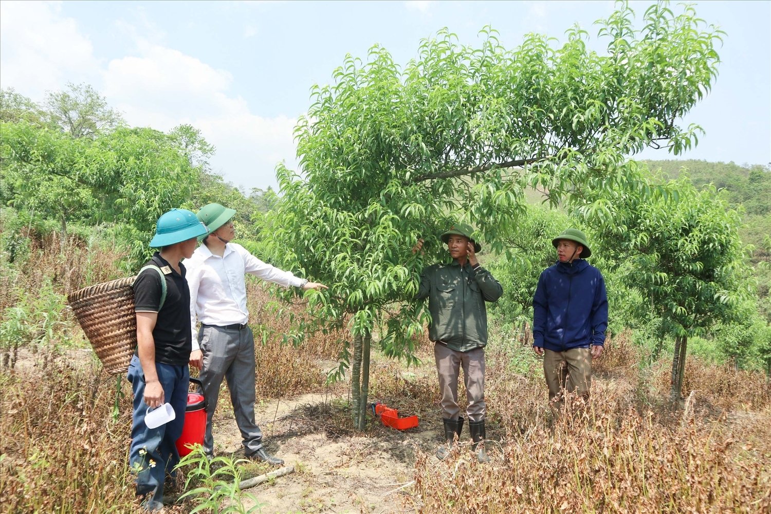 Những nương đào bộn tiền ở Na Ngoi (Kỳ Sơn)