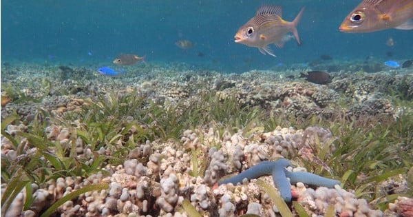 ベトナムの海草生態系がもたらす大きな価値