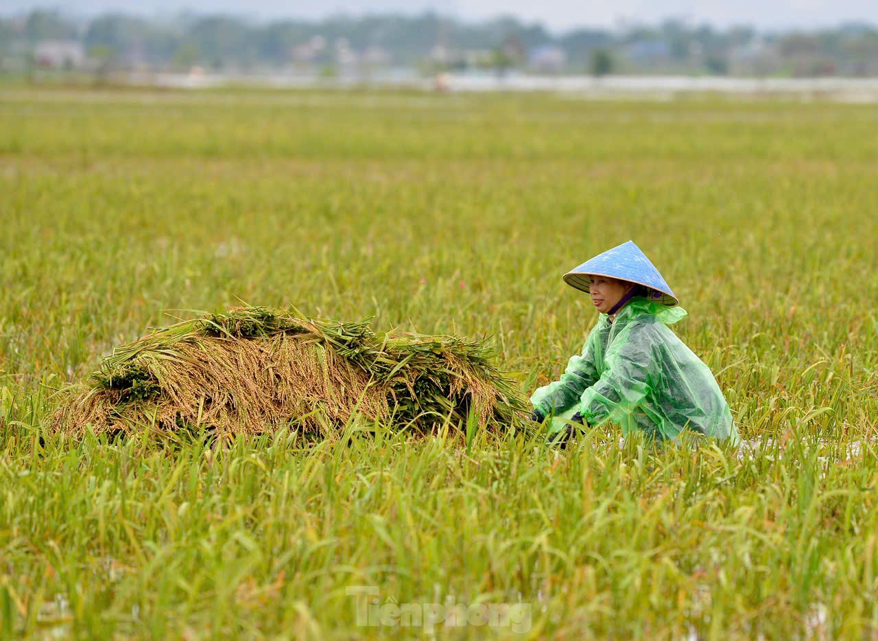 Chiến sỹ Trung đoàn tên lửa ngâm mình gặt lúa giúp dân vùng rốn lũ Chương Mỹ ảnh 16