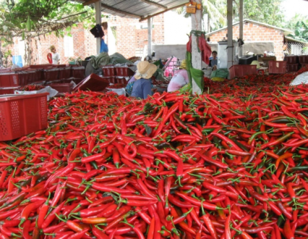 Chili exports to China increased by 72.3%