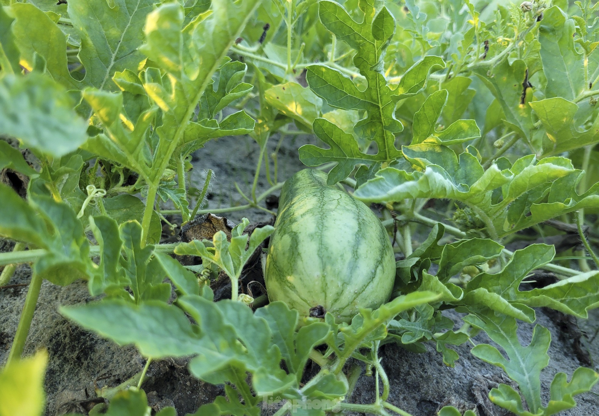 Die Bauern sind wegen der Melonenernte aufgeregt Foto 7