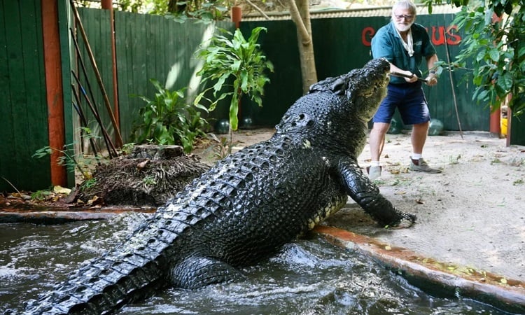 World's largest captive crocodile