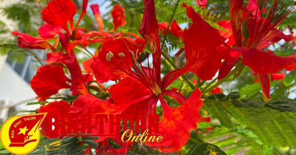 Nostalgia សម្រាប់ Royal Poinciana Season