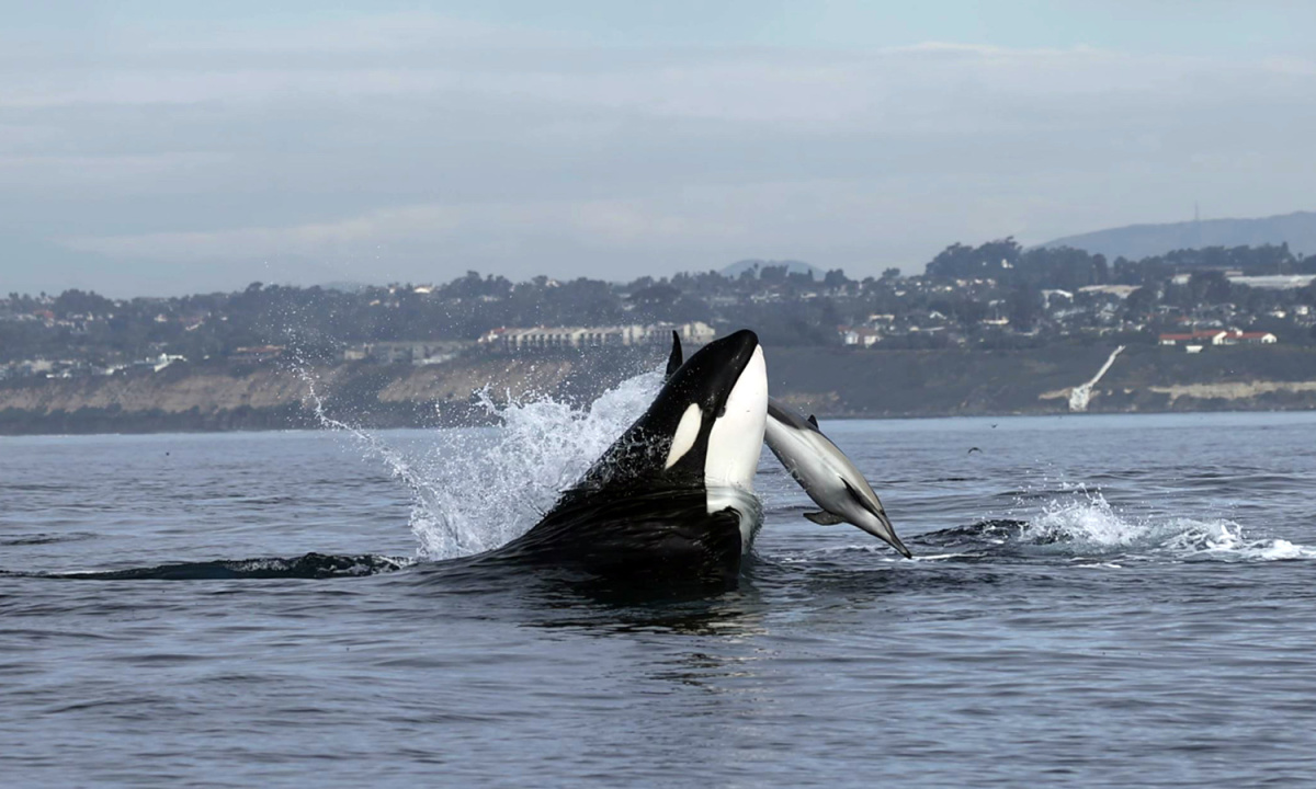 Mother killer whale knocks dolphin into the air