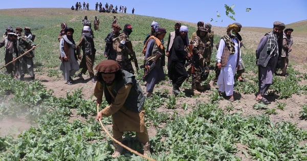 Diện tích trồng cây anh túc ở Afghanistan giảm 95% sau lệnh cấm của Taliban