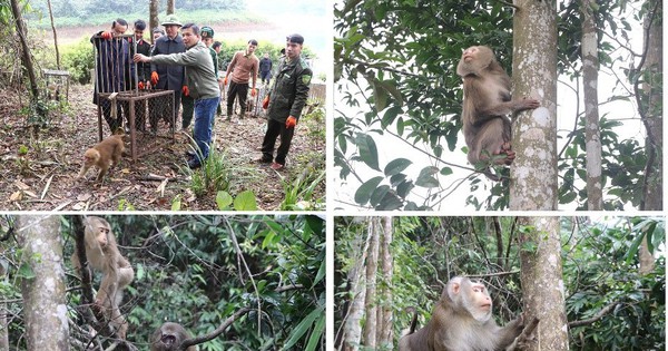 Thả động vật hoang dã vô khu rừng Hà Tĩnh, đàn khỉ leo lên cây, rắn hổ mang chúa bò qua vũng nước