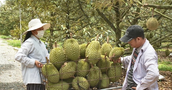 Xã Bàu Đồn ở Tây Ninh trồng sầu riêng tới 1.500ha, cây tiền tỷ trái to bự, thành làng tỷ phú