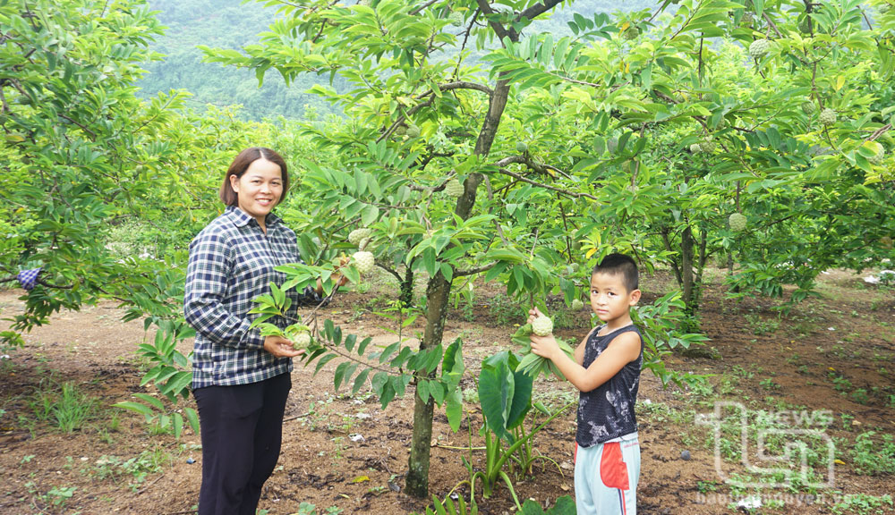 Giống, phân bón, thuốc bảo vệ thực vật là một trong những yếu tố quyết định năng suất cây trồng. Trong ảnh: Người dân xã La Hiên (Võ Nhai) chăm sóc cây na bằng phân hữu cơ.