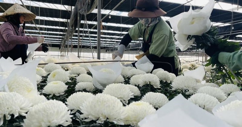 El mercado de flores en Da Lat está tranquilo