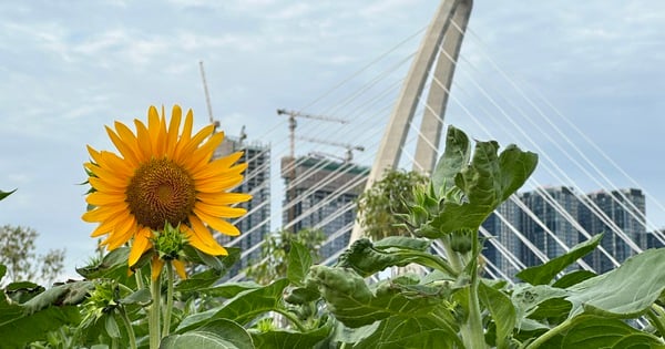 Tausende Menschen beobachten gespannt den Sonnenblumengarten in voller Blüte im Saigon Riverside Park