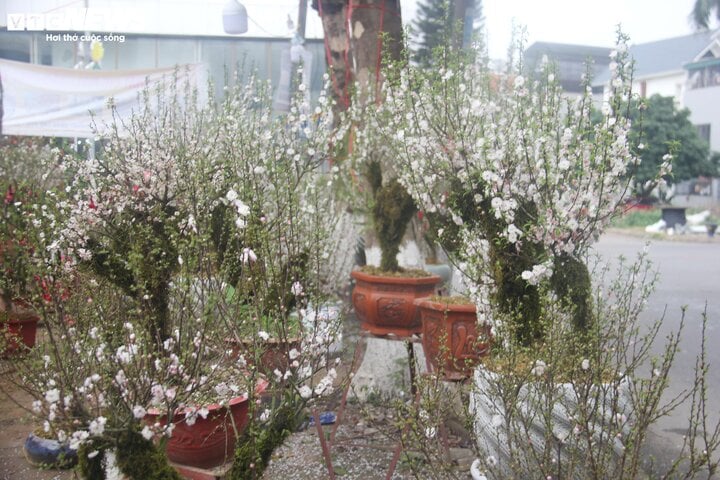 ハノイの旧正月の花市場は例年ほど混雑していません。