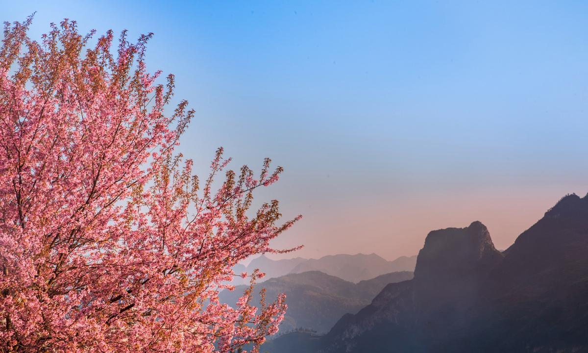 Bright pink cherry blossoms on the Dong Van stone plateau