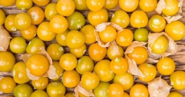 La fruta silvestre que crece abundantemente en Vietnam y es ignorada por todos es un elixir caro en el mundo.