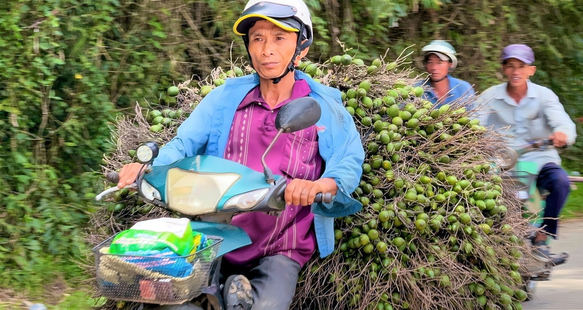 Areca nut prices skyrocket then plummet: 'Formula' repeated many times, farmers 'forget'