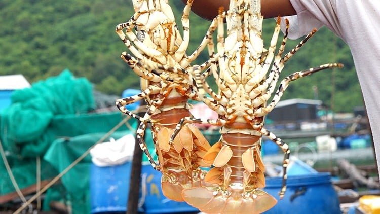 Les exportations de homard vers la Chine ont été multipliées par 27