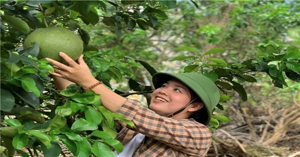 Khanh Hoa promotes linkages in agricultural production in ethnic minority areas