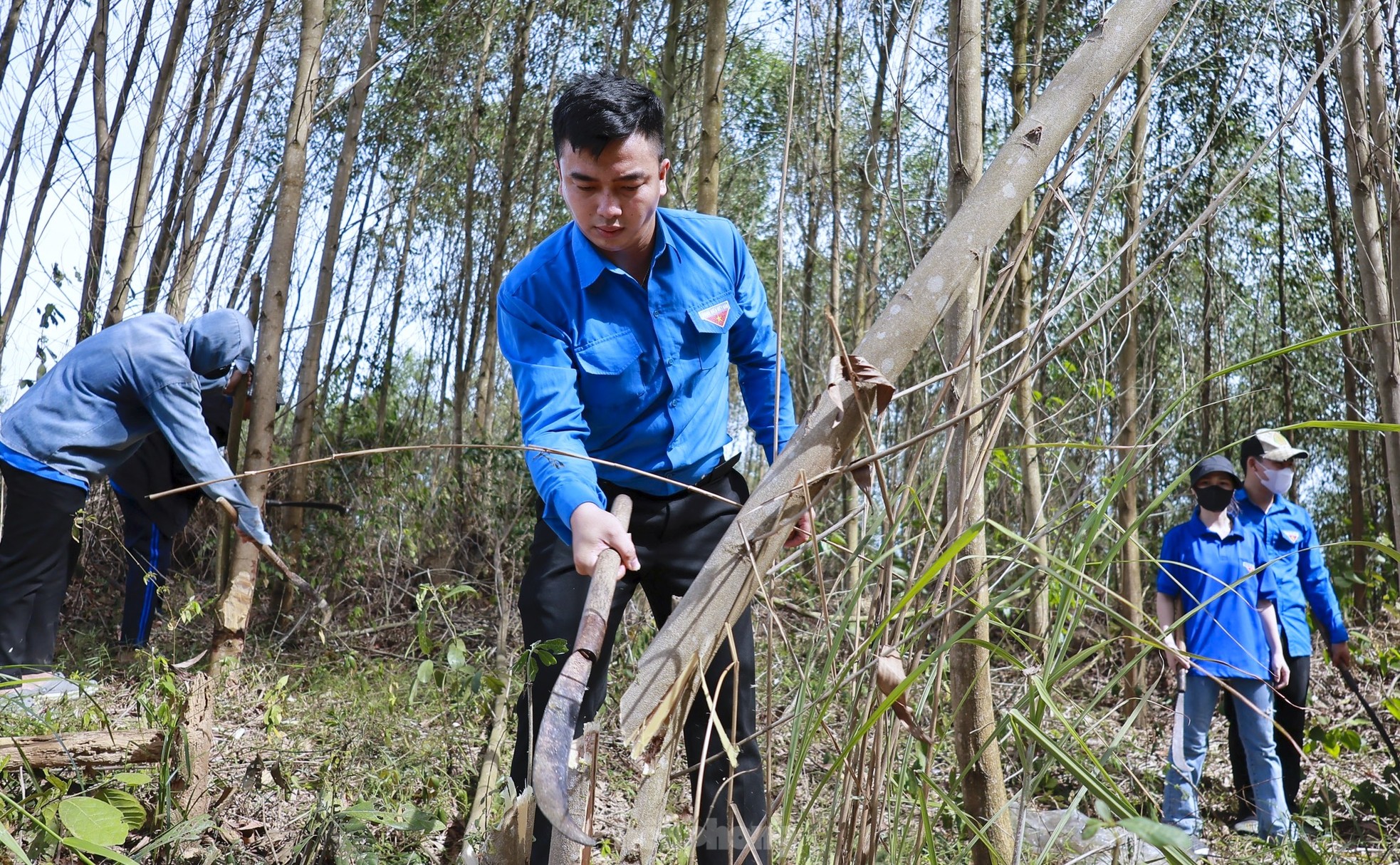 Beautiful images of green shirt volunteers contributing to the 500kV line project, circuit 3, photo 11
