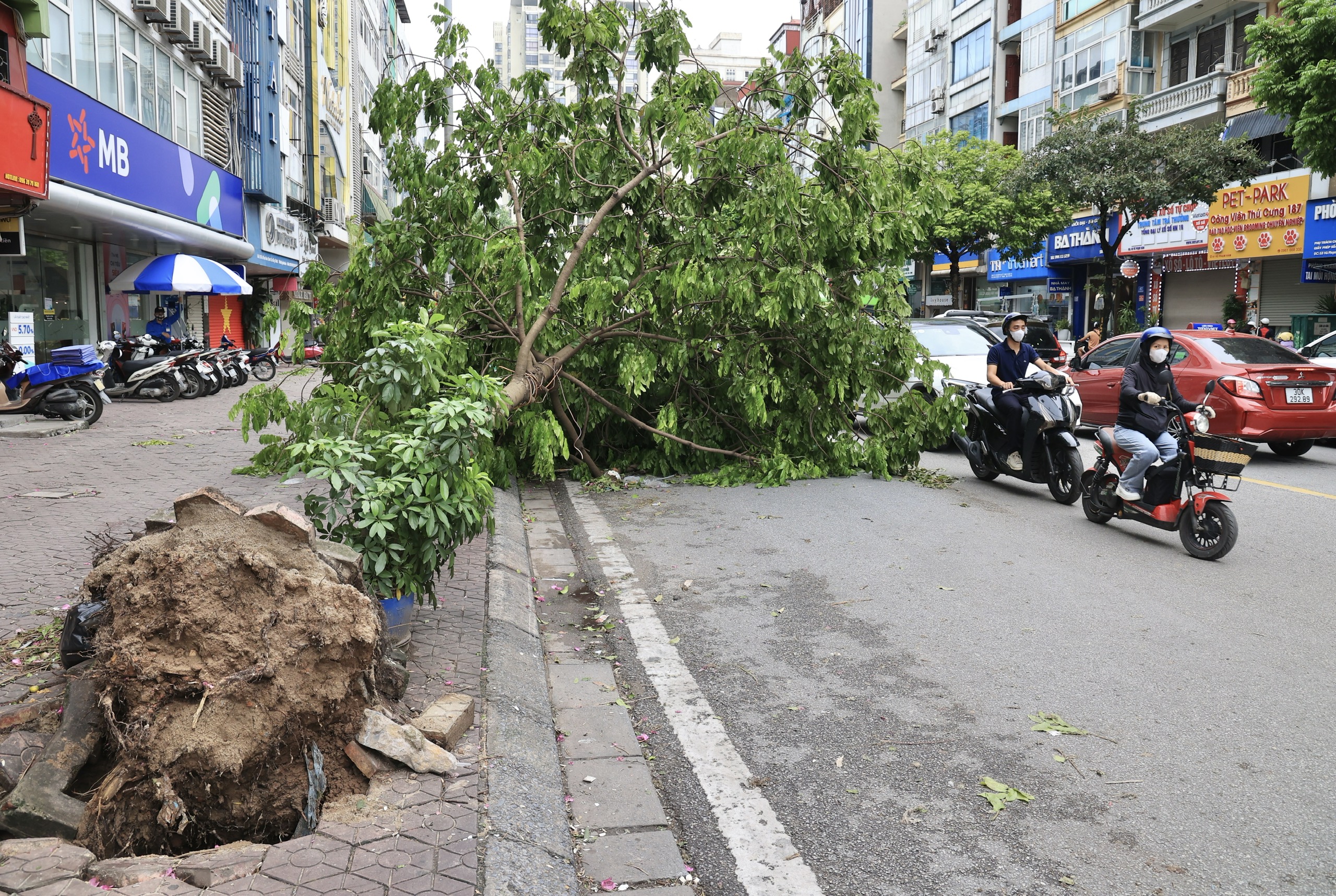 Hà Nội yêu cầu khẩn trương trồng lại cây xanh nghiêng, đổ sau bão- Ảnh 1.