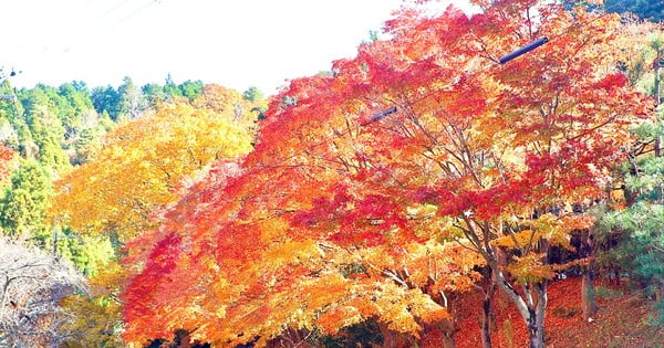 Fasziniert von der Herbstlandschaft mit roten und gelben Blättern in Japan