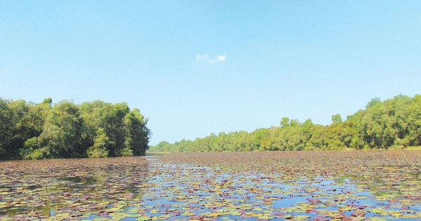 Wie groß ist ein Unterwasserwald in dieser Gemeinde Tien Giang, in dem bis zu 10.000 wilde Tiere leben?