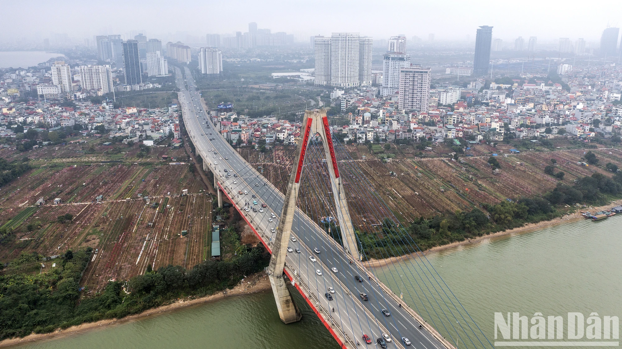 [Ảnh] Làng đào Nhật Tân – Phú Thượng rực rỡ khoe sắc ngày giáp Tết ảnh 15