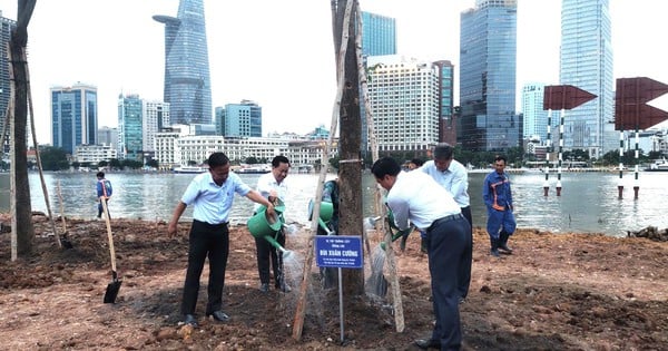 15,000 sunflowers along the Saigon River will bloom for Tet