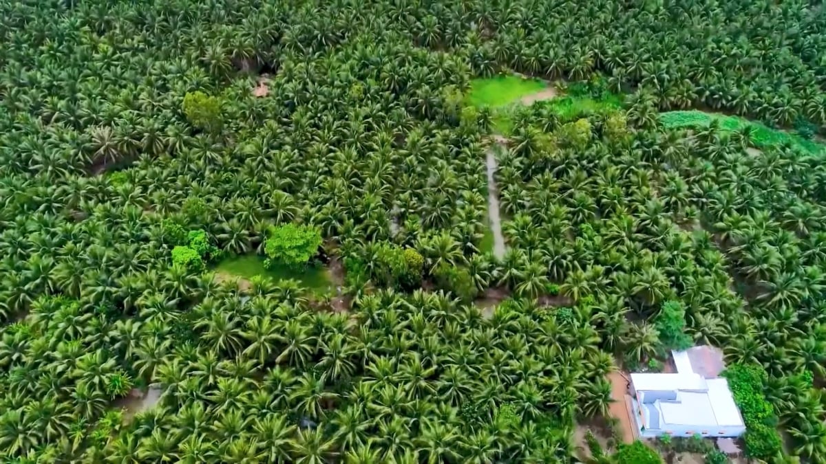 tra vinh nang cao chuoi gia tri cay dua theo huong huu co hinh anh 3