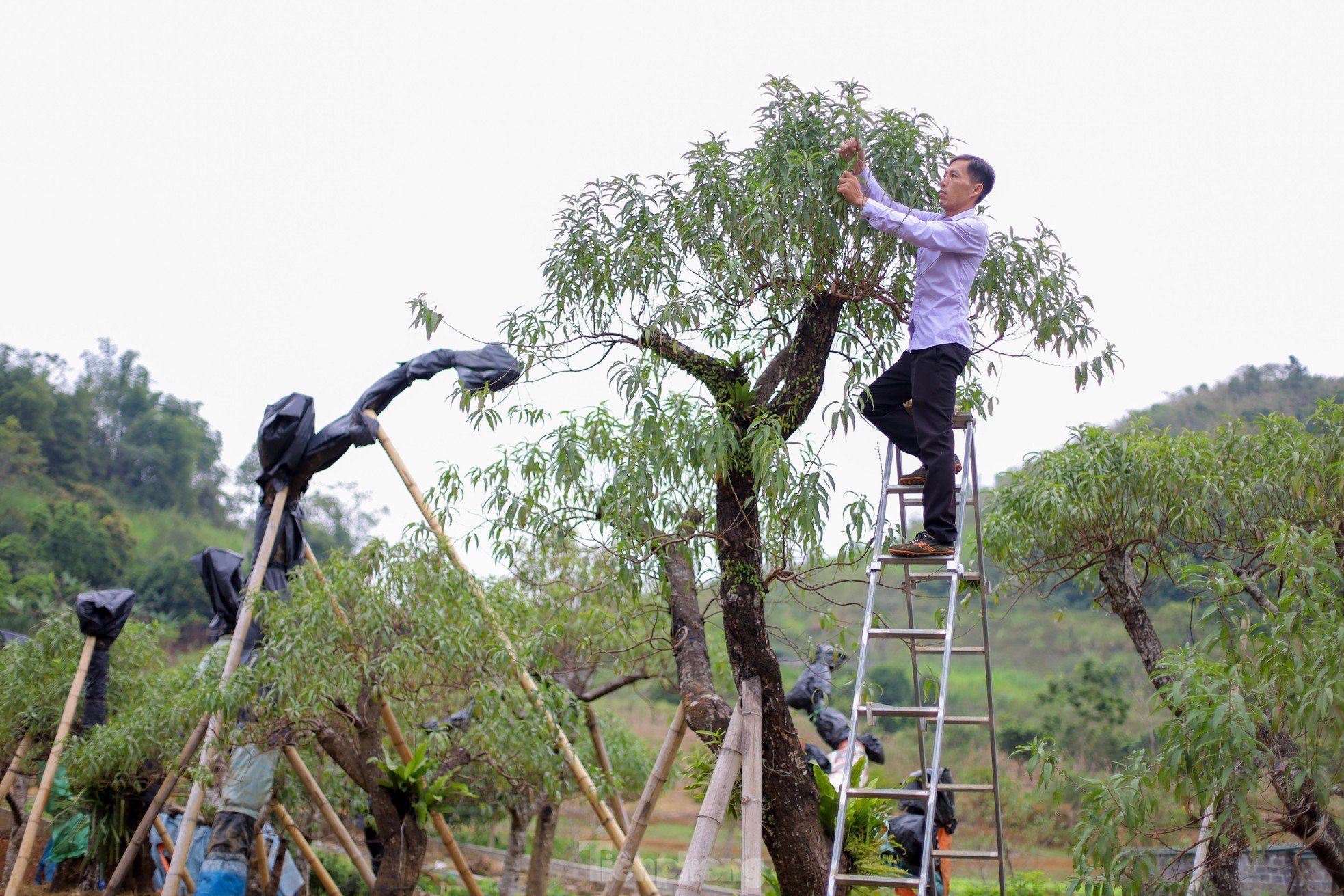 Người dân vùng cao Hòa Bình tất bật chăm sóc cây đào dịp cuối năm ảnh 8