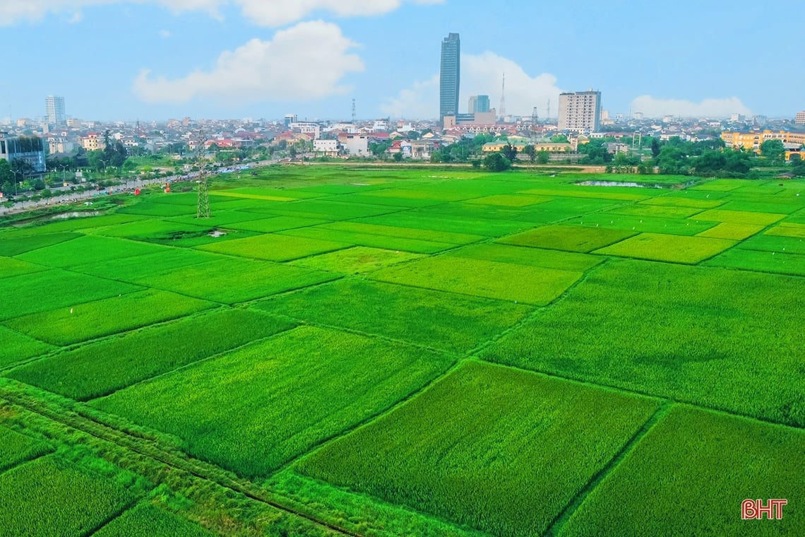 Ngút ngàn những đồng lúa “thẳng cánh cò bay” ở Hà Tĩnh