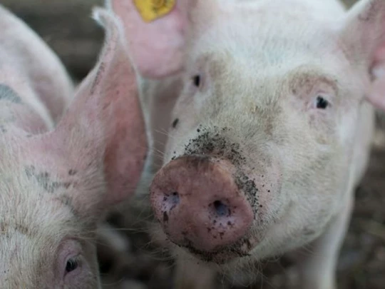 Schweinepreis 21.10.2024: Preisrückgang zum Wochenauftakt