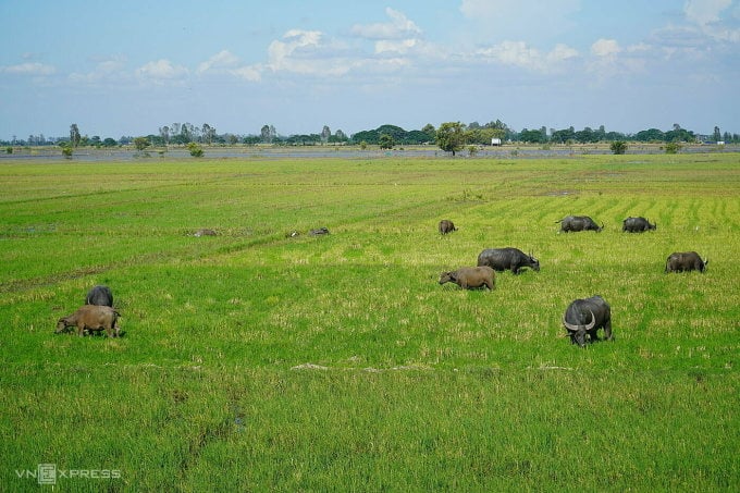 Los campos en la zona fronteriza de Tan Hong todavía están secos esta temporada y se utilizan como zonas de pastoreo para el ganado. Fotografía: Ngoc Tai