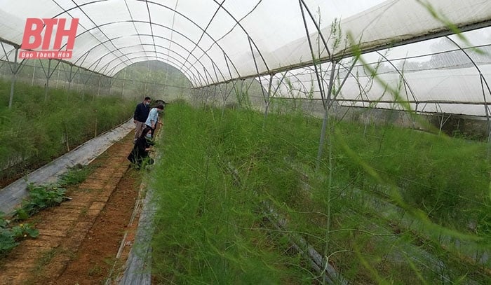 Conversion de la structure des cultures à Ngoc Lac