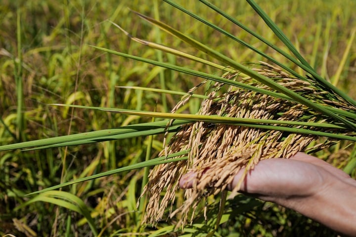 “Nothing is impossible” – not a new farming method or technology, but the spirit and perseverance with the path of sustainable agriculture that the enterprise pursues. “From a land that no one believed could be “cultivated”, let alone grown rice, the yield has now reached 4-5 tons of rice per hectare, and it is also the rice variety known as the best in the world. This helps the brothers at the farm believe that nothing is impossible, if you persevere, the land will “blossom”!” – Mr. Bui Van Toai, Director of the Farm, shared.